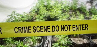 Santa Barbara County Police Shuts Down Illegal Cannabis Operation