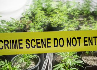 Santa Barbara County Police Shuts Down Illegal Cannabis Operation